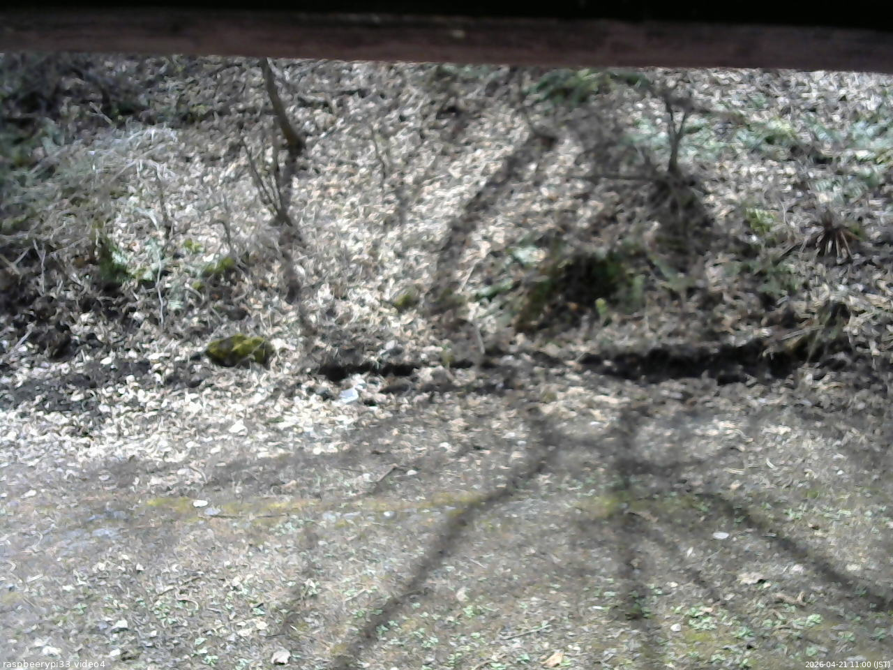 長野県菅平高原 ゆたか山荘 東側(坂下) 2026/04/21 11:00
