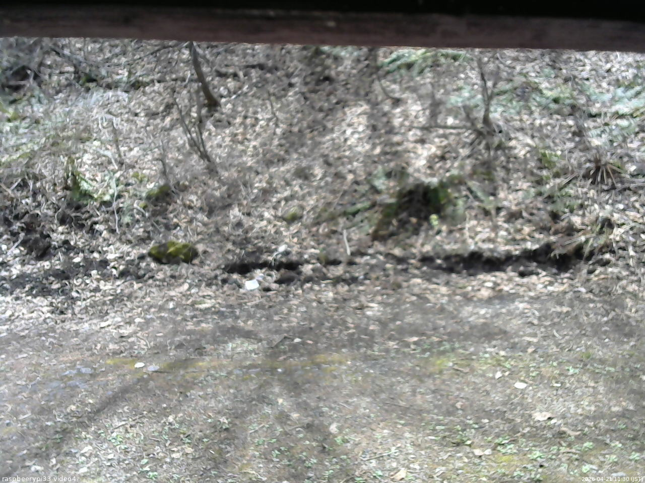 長野県菅平高原 ゆたか山荘 東側(坂下) 2026/04/21 11:30