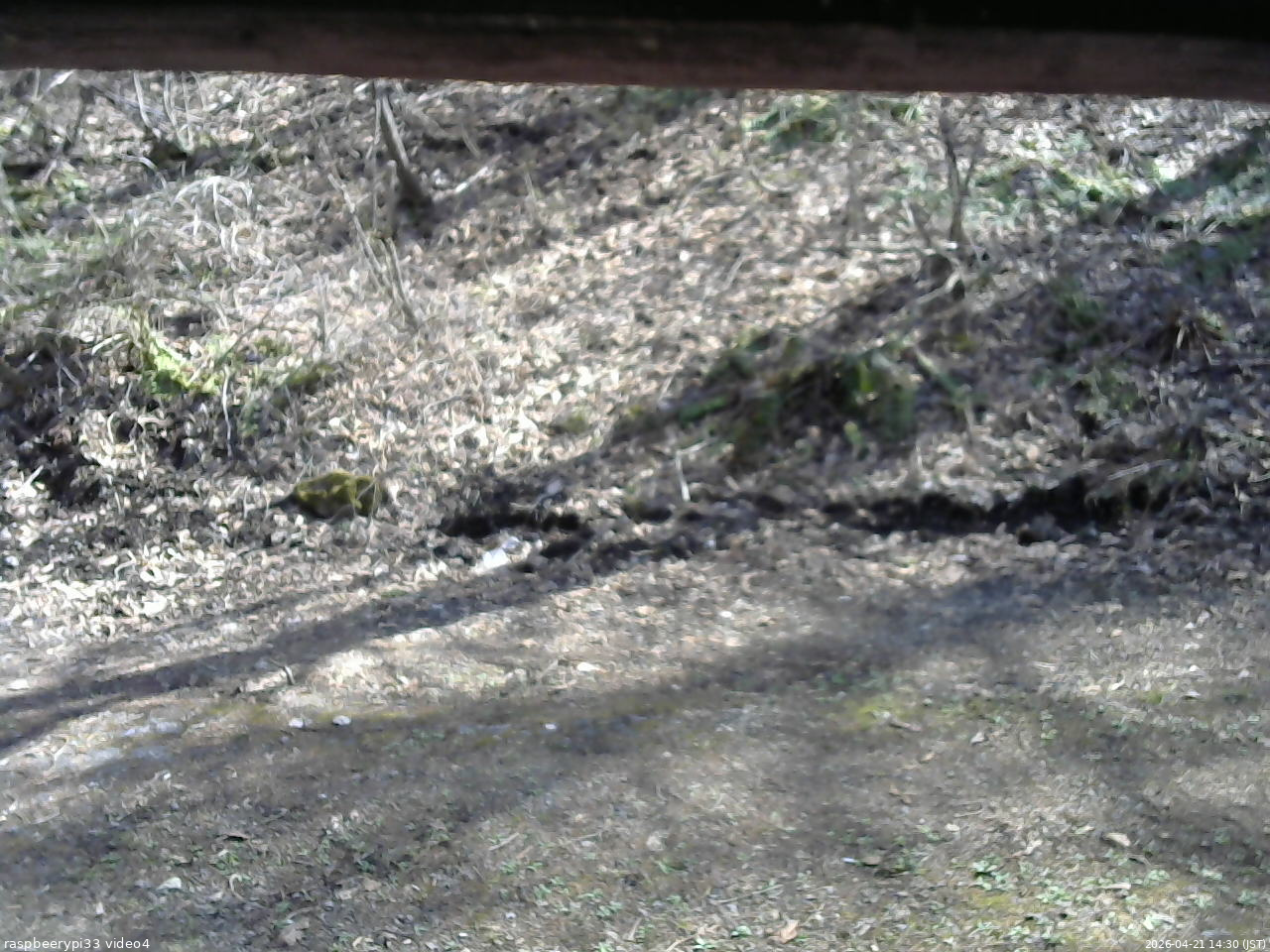長野県菅平高原 ゆたか山荘 東側(坂下) 2026/04/21 14:30
