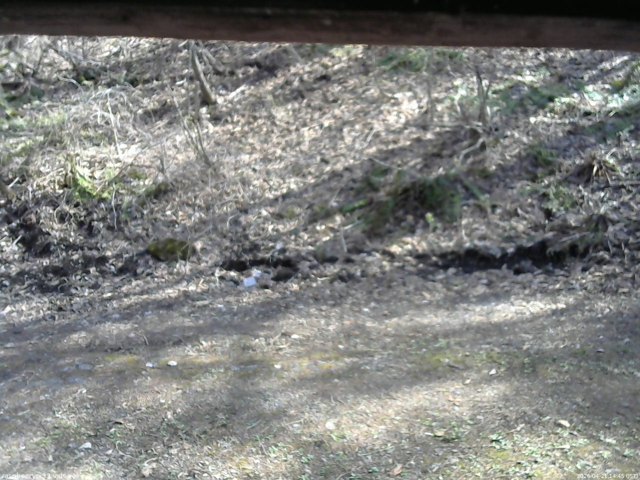 長野県菅平高原 ゆたか山荘 東側(坂下) 2026/04/21 14:45
