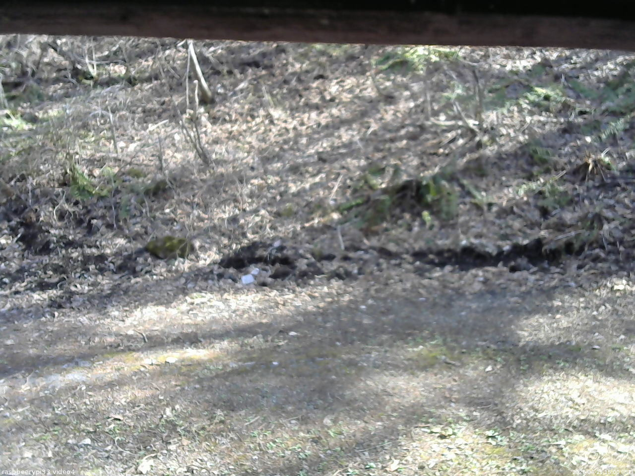 長野県菅平高原 ゆたか山荘 東側(坂下) 2026/04/21 15:00