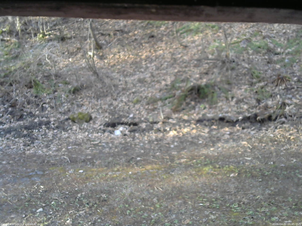 長野県菅平高原 ゆたか山荘 東側(坂下) 2026/04/22 05:45