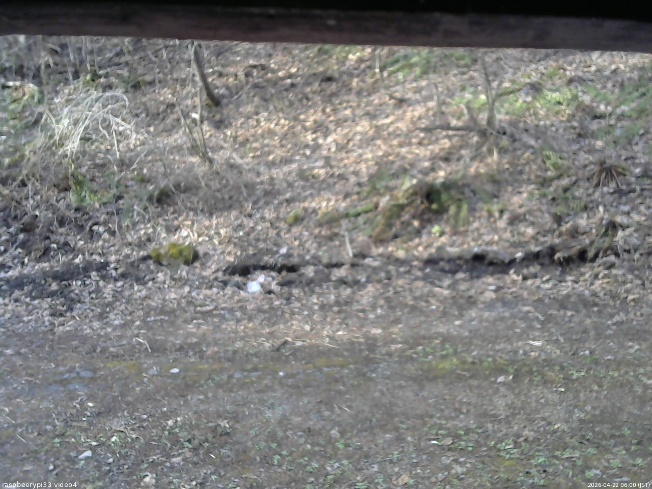 長野県菅平高原 ゆたか山荘 東側(坂下) 2026/04/22 06:00