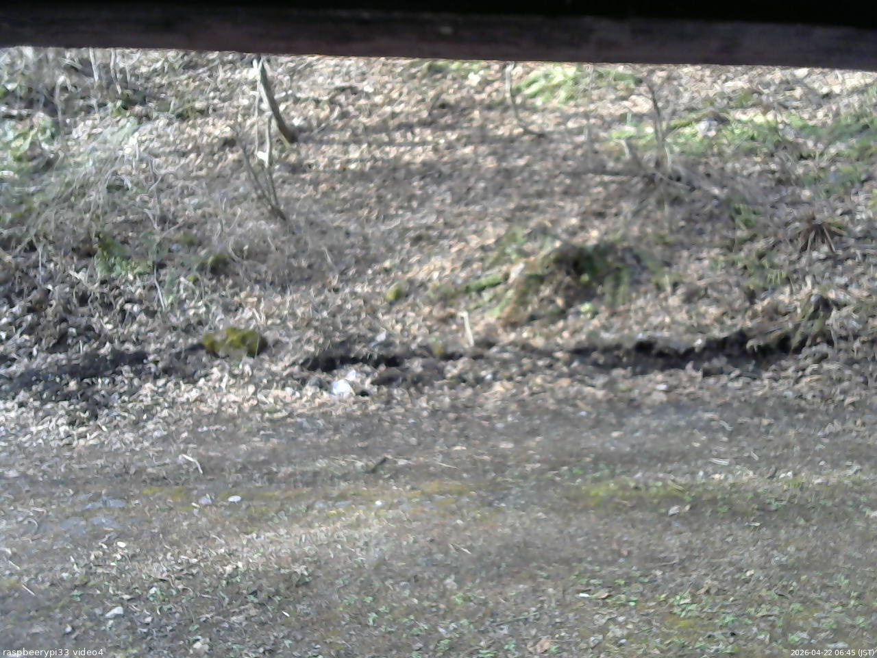 長野県菅平高原 ゆたか山荘 東側(坂下) 2026/04/22 06:45