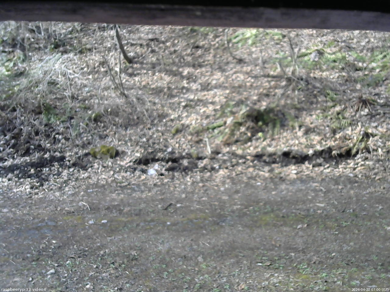 長野県菅平高原 ゆたか山荘 東側(坂下) 2026/04/22 07:00
