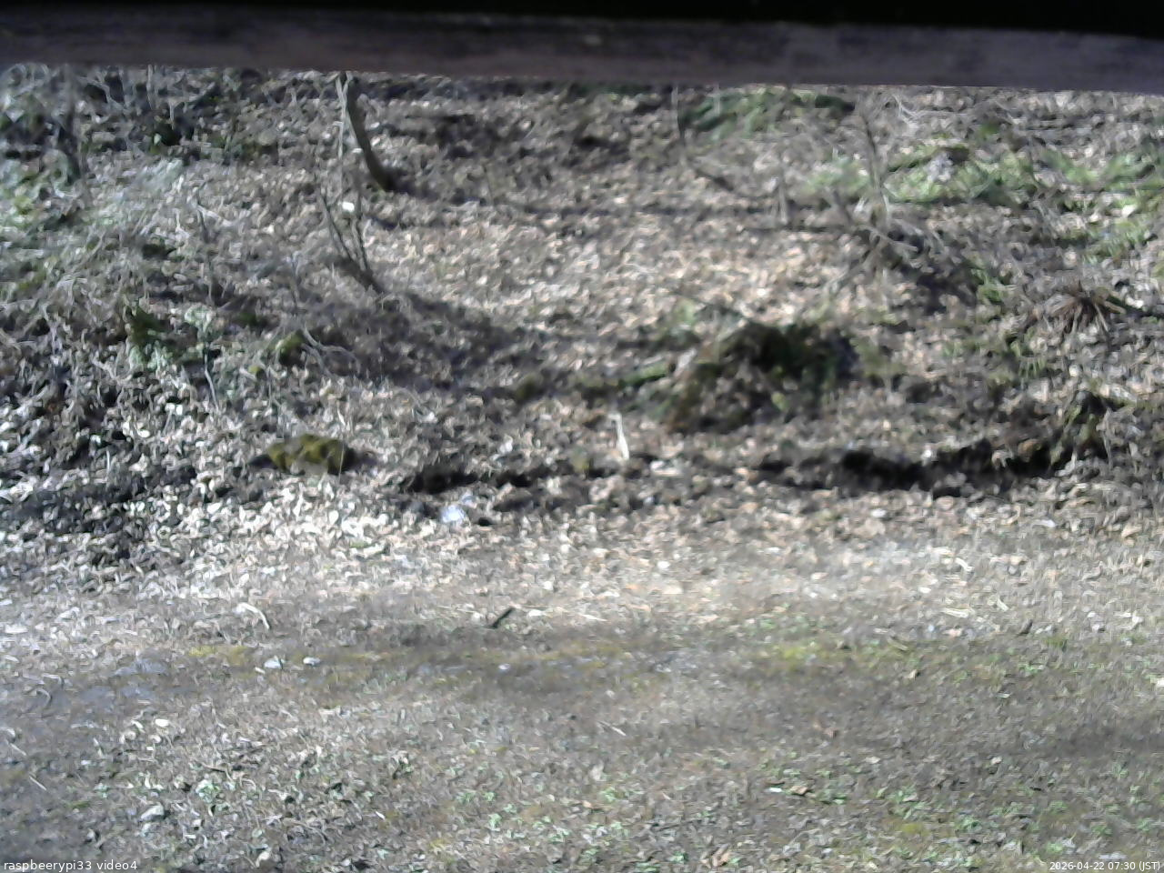 長野県菅平高原 ゆたか山荘 東側(坂下) 2026/04/22 07:30