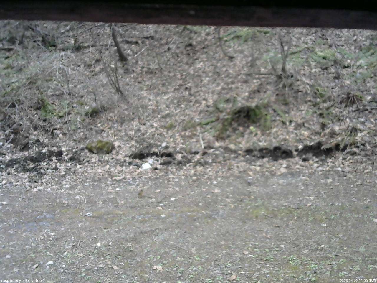 長野県菅平高原 ゆたか山荘 東側(坂下) 2026/04/22 11:00