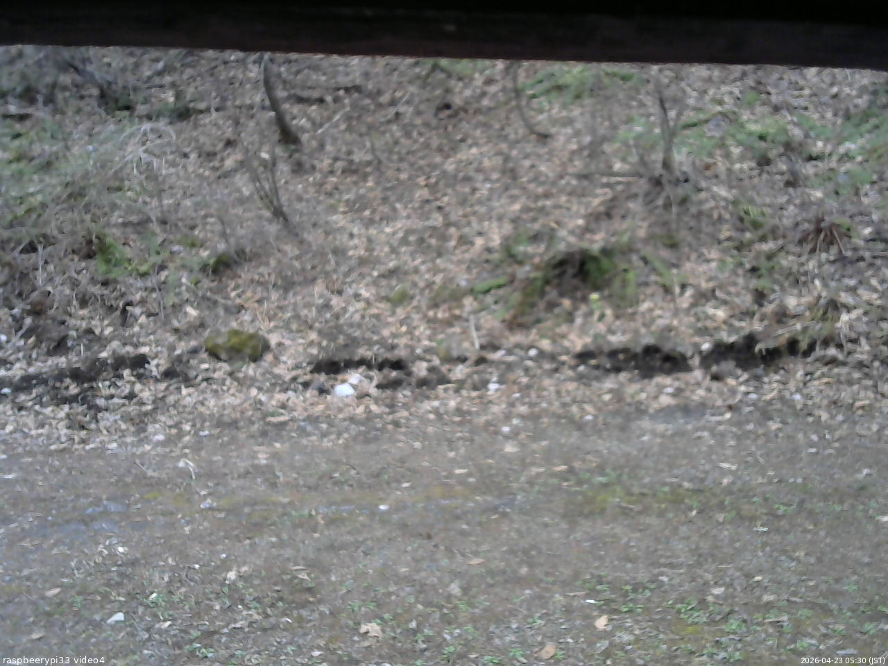 長野県菅平高原 ゆたか山荘 東側(坂下) 2026/04/23 05:30