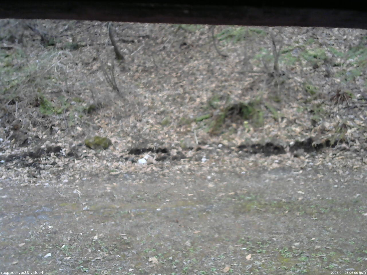 長野県菅平高原 ゆたか山荘 東側(坂下) 2026/04/23 06:00