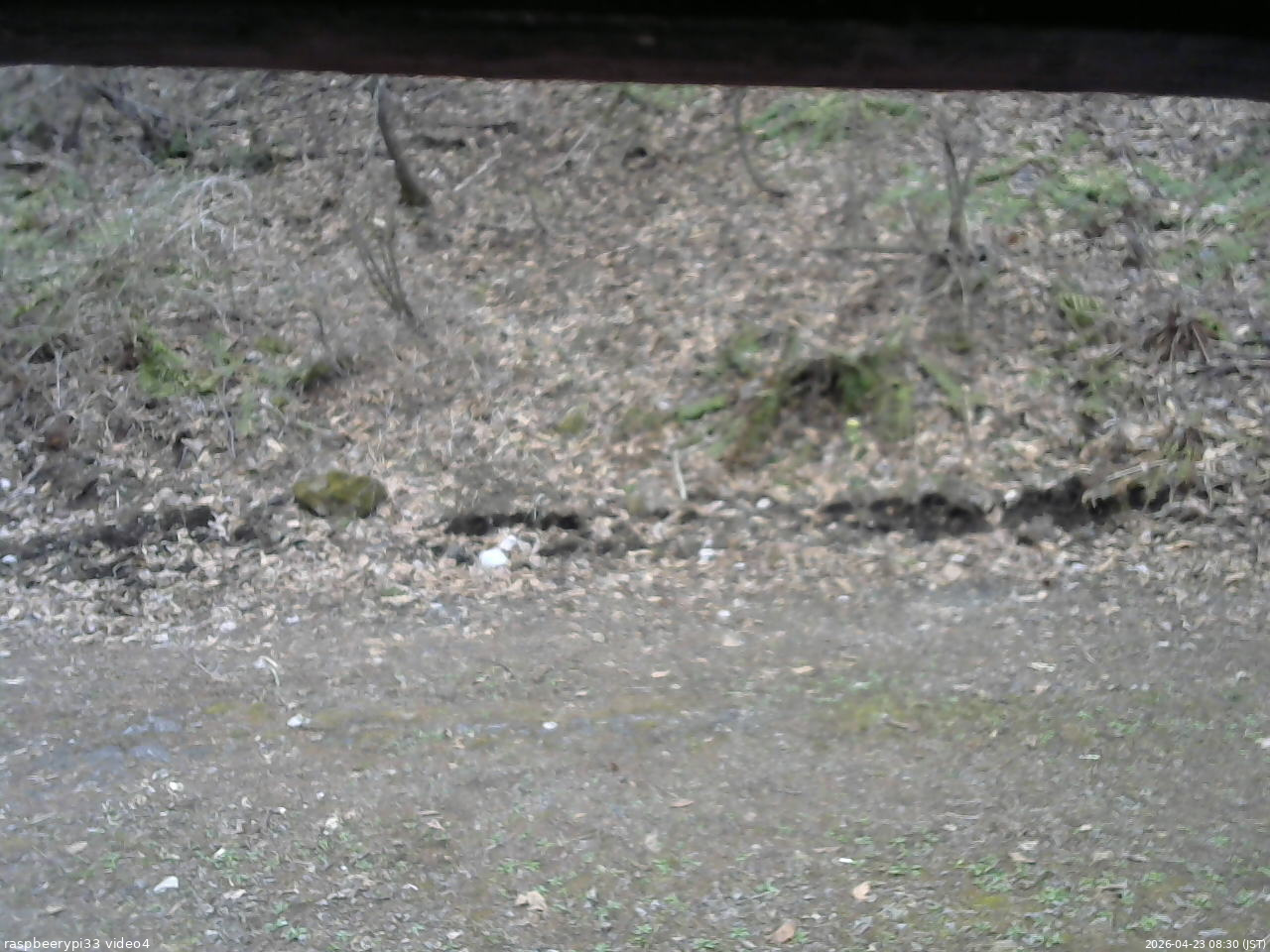 長野県菅平高原 ゆたか山荘 東側(坂下) 2026/04/23 08:30