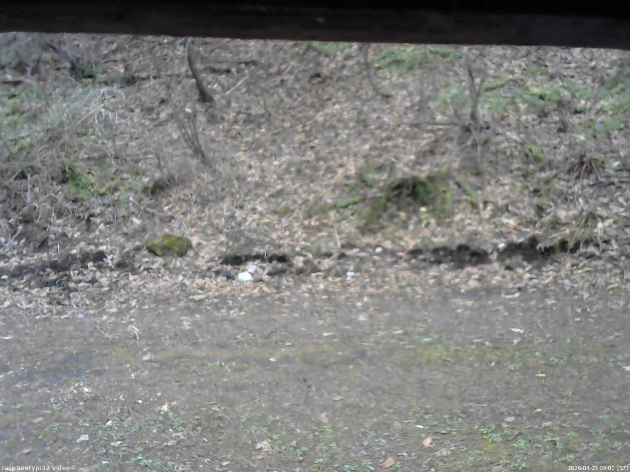 長野県菅平高原 ゆたか山荘 東側(坂下) 2026/04/23 09:00
