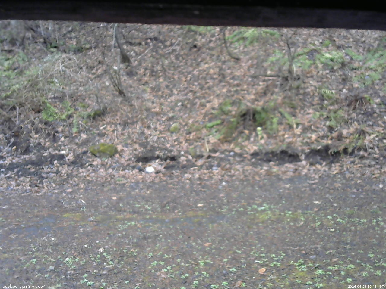 長野県菅平高原 ゆたか山荘 東側(坂下) 2026/04/23 10:45