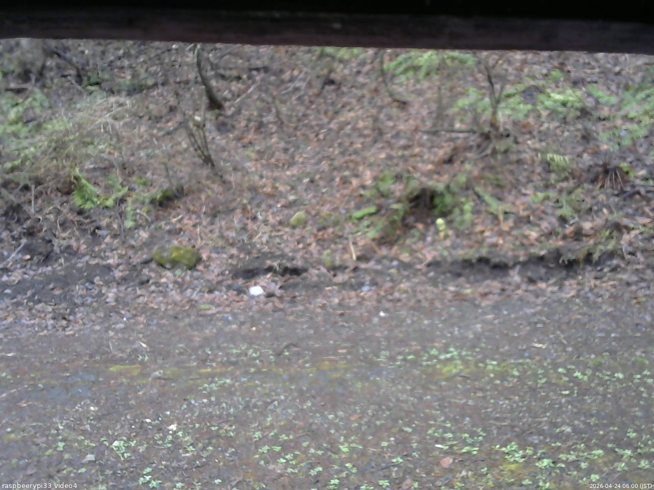 長野県菅平高原 ゆたか山荘 東側(坂下) 2026/04/24 06:00