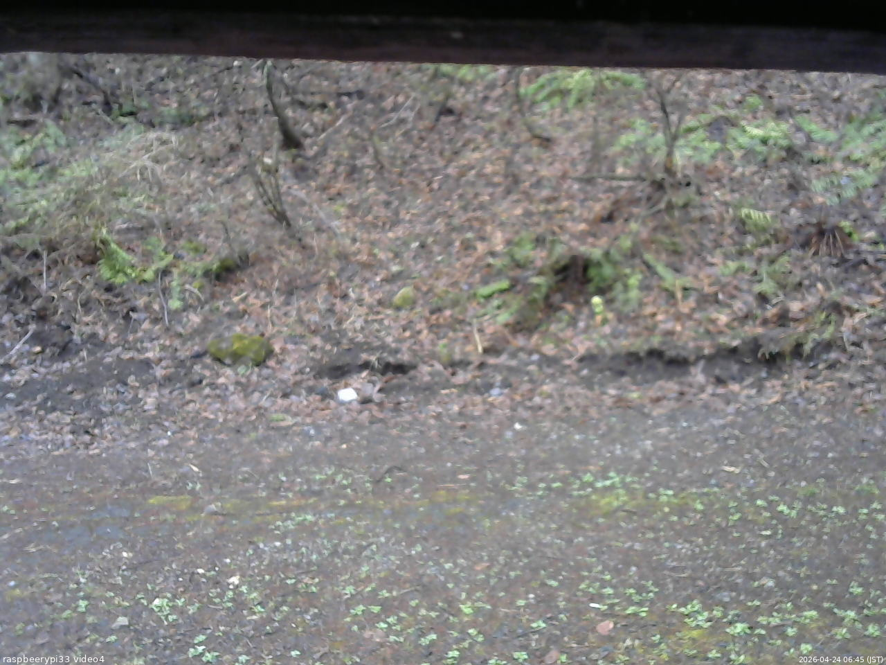 長野県菅平高原 ゆたか山荘 東側(坂下) 2026/04/24 06:45