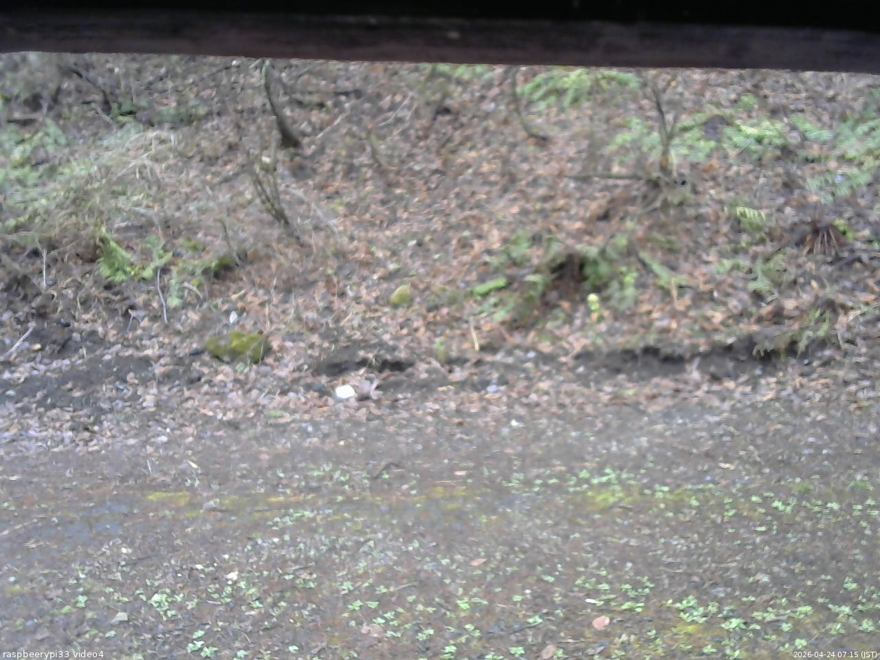 長野県菅平高原 ゆたか山荘 東側(坂下) 2026/04/24 07:15
