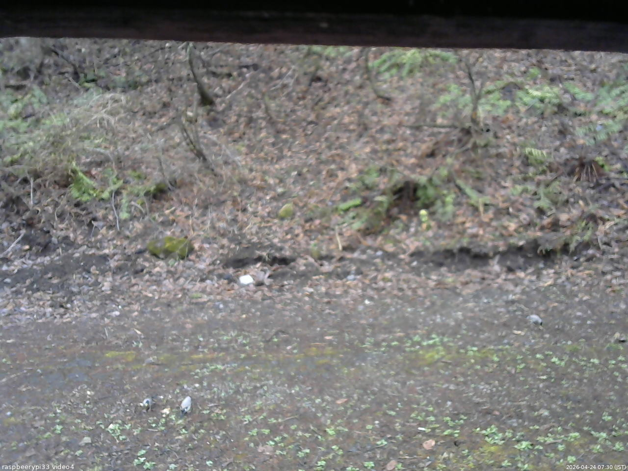長野県菅平高原 ゆたか山荘 東側(坂下) 2026/04/24 07:30