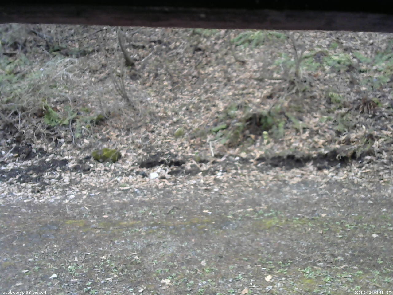 長野県菅平高原 ゆたか山荘 東側(坂下) 2026/04/24 08:45
