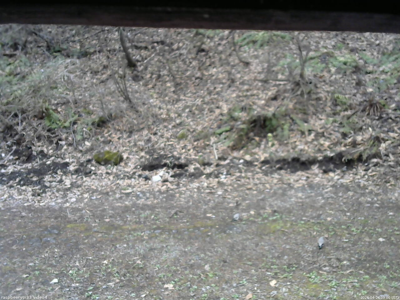 長野県菅平高原 ゆたか山荘 東側(坂下) 2026/04/24 09:00