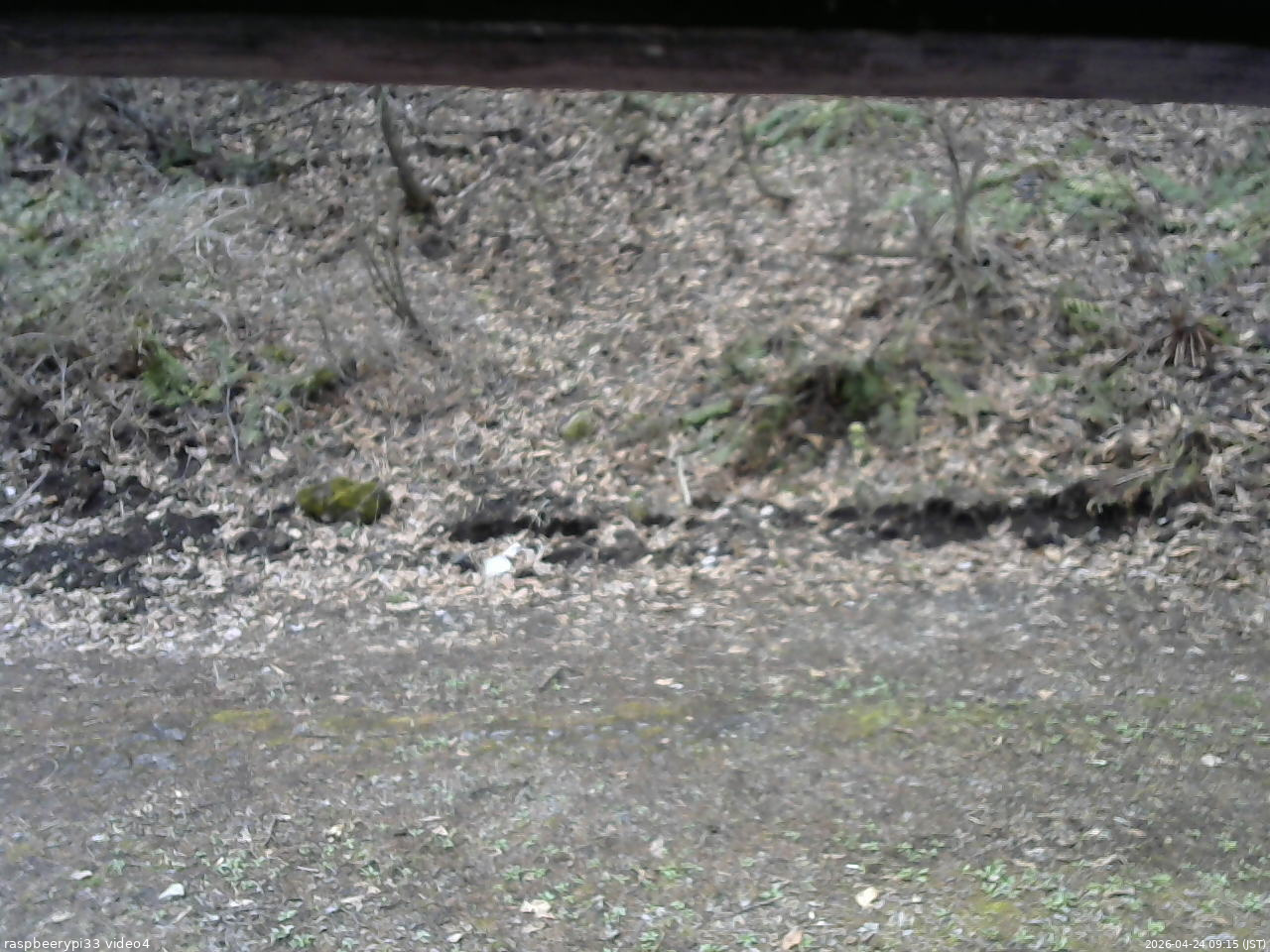 長野県菅平高原 ゆたか山荘 東側(坂下) 2026/04/24 09:15
