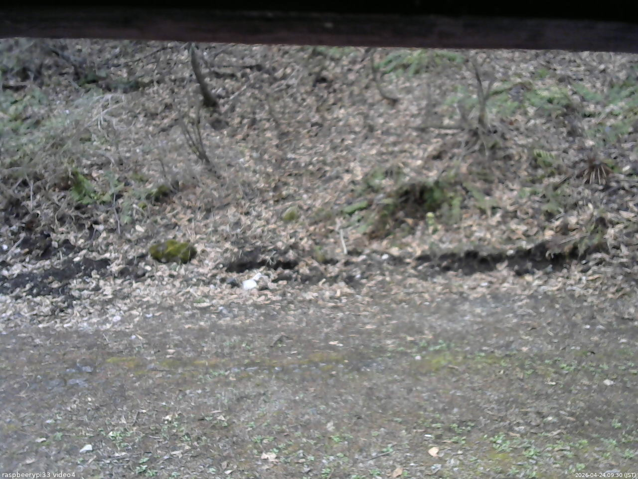 長野県菅平高原 ゆたか山荘 東側(坂下) 2026/04/24 09:30
