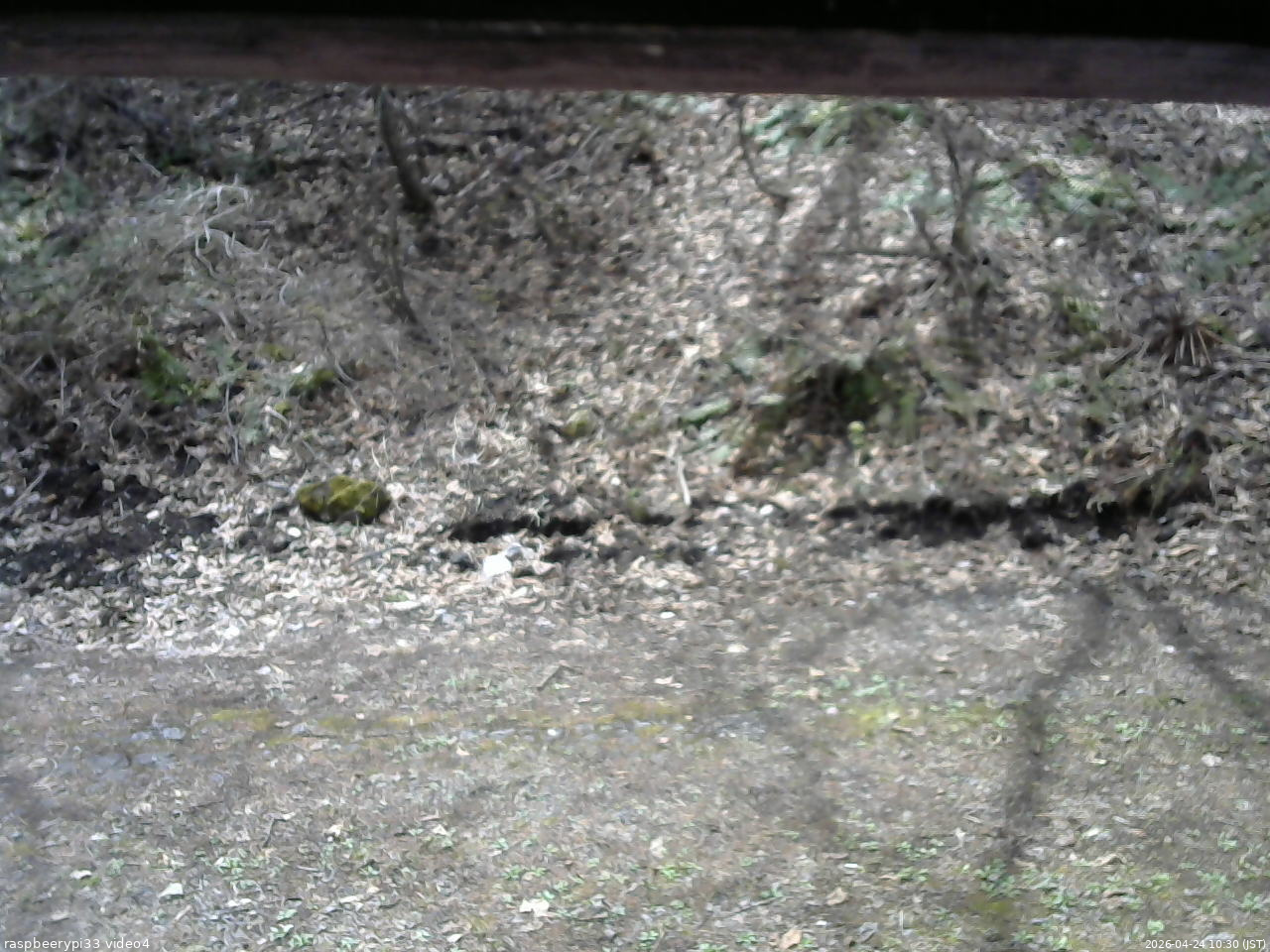 長野県菅平高原 ゆたか山荘 東側(坂下) 2026/04/24 10:30