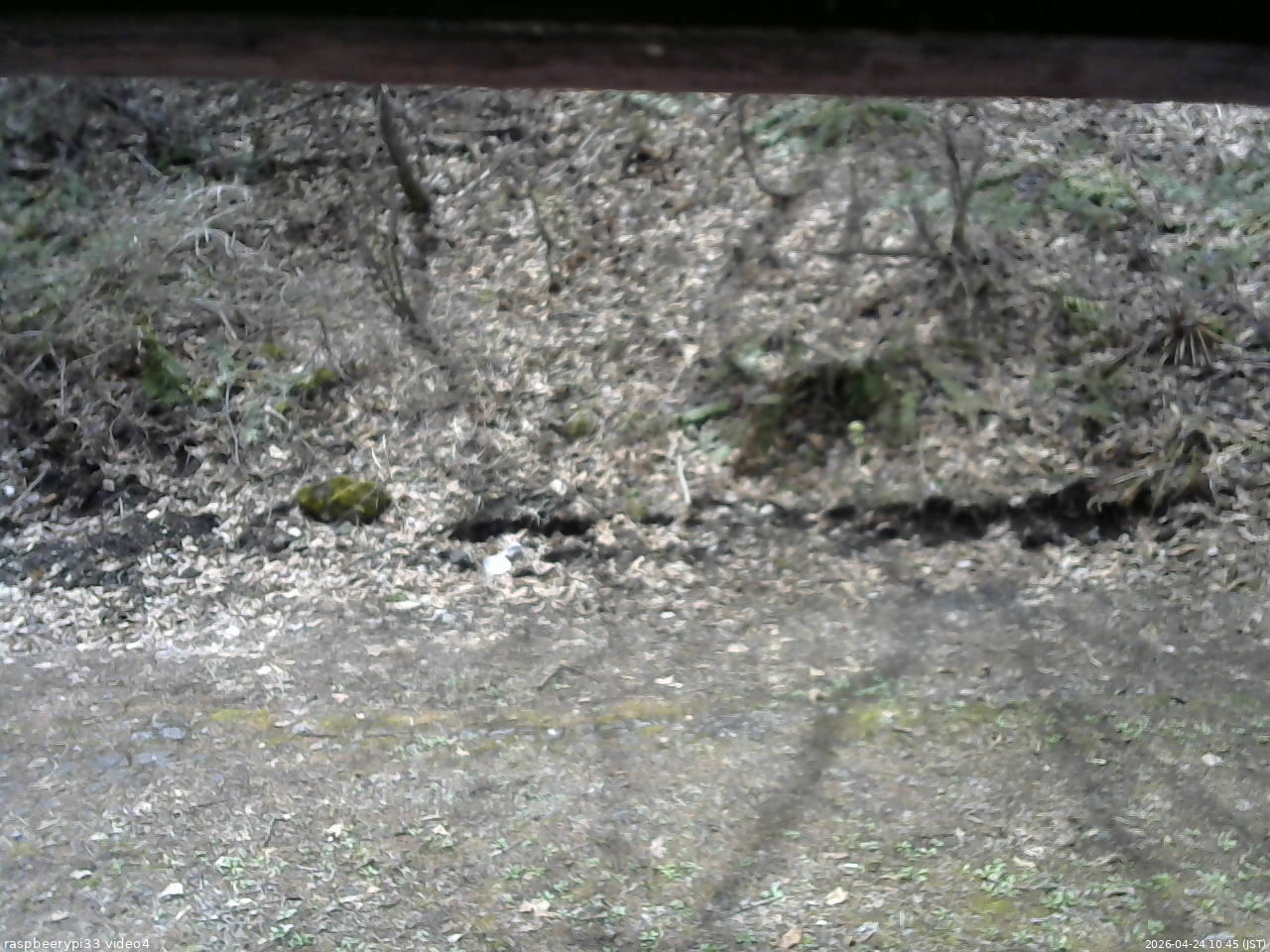 長野県菅平高原 ゆたか山荘 東側(坂下) 2026/04/24 10:45