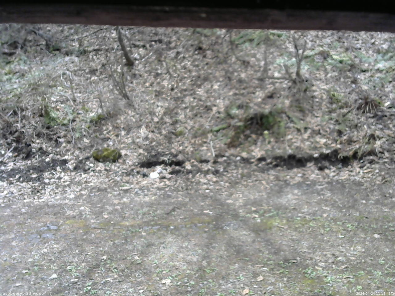長野県菅平高原 ゆたか山荘 東側(坂下) 2026/04/24 11:15