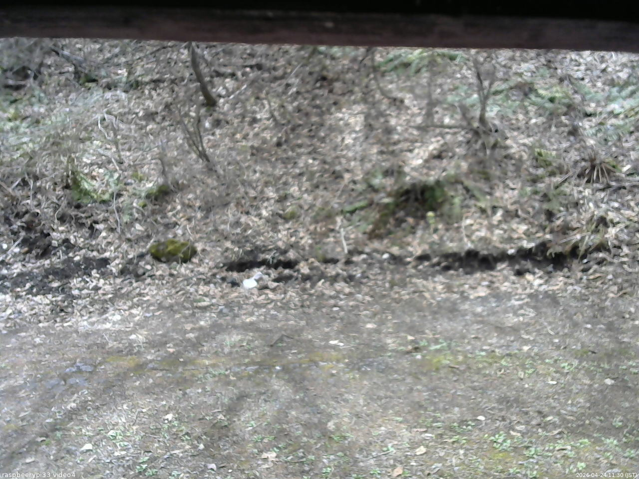 長野県菅平高原 ゆたか山荘 東側(坂下) 2026/04/24 11:30