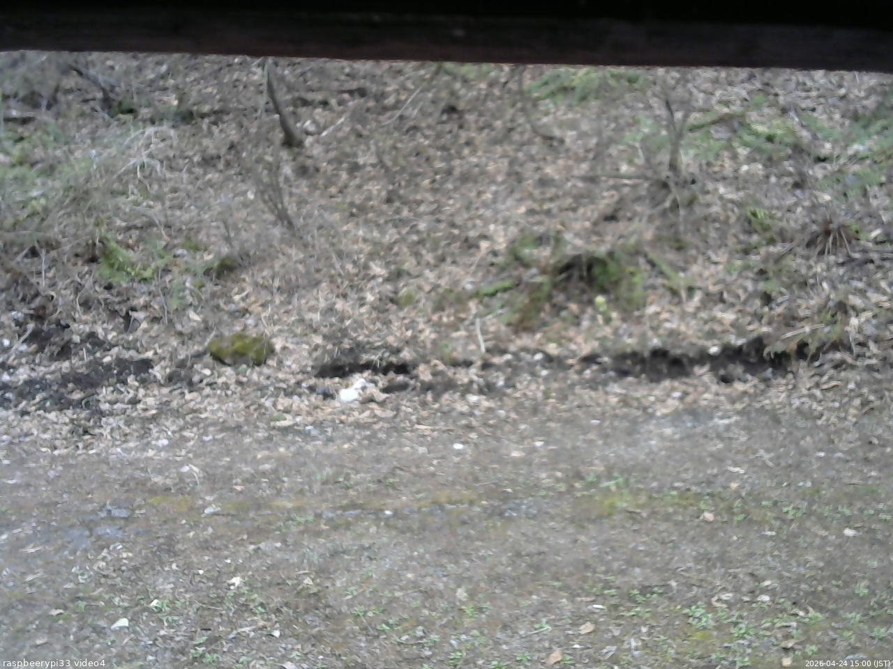 長野県菅平高原 ゆたか山荘 東側(坂下) 2026/04/24 15:00