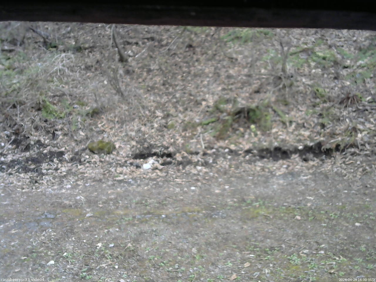 長野県菅平高原 ゆたか山荘 東側(坂下) 2026/04/24 16:30