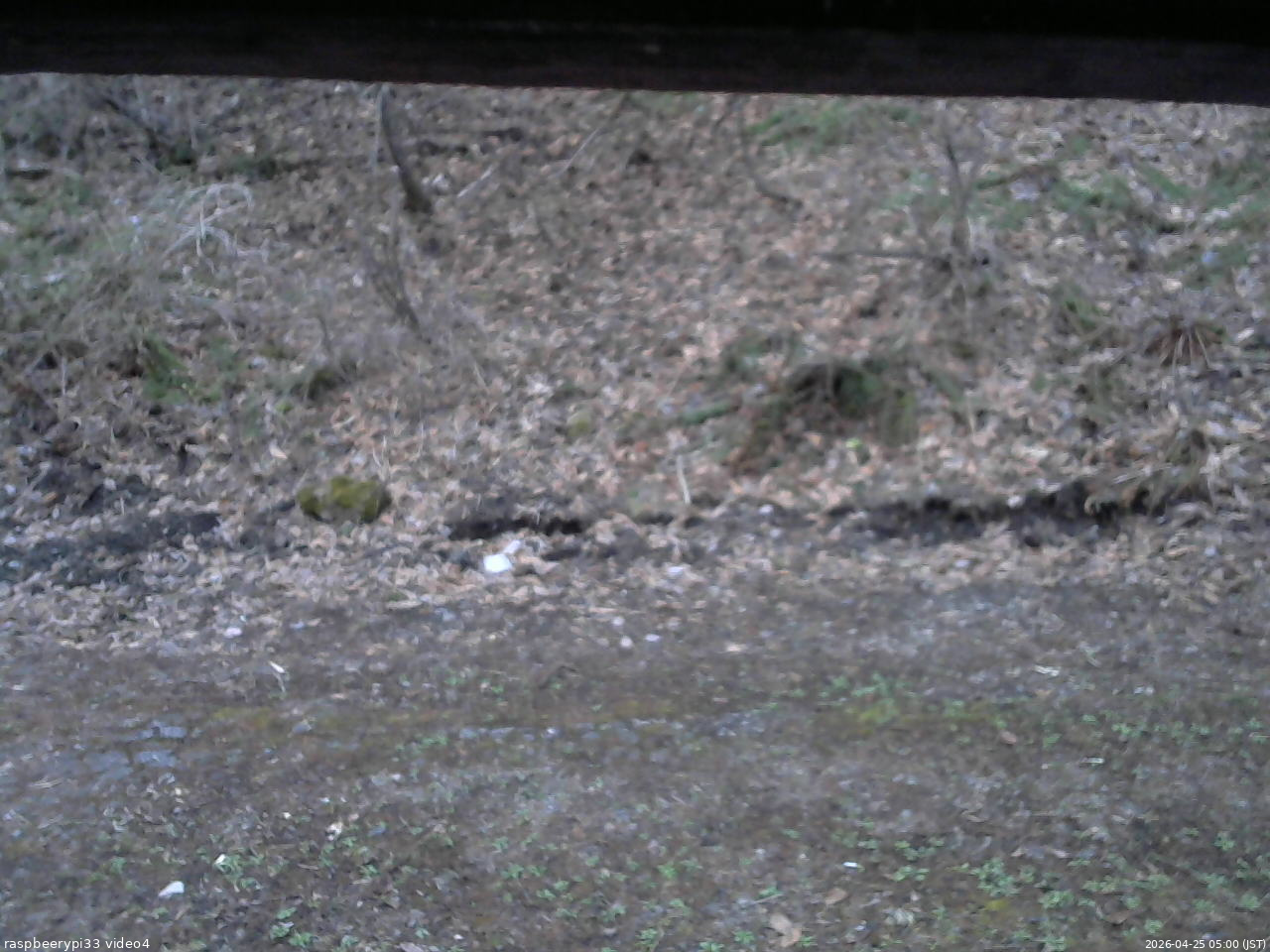 長野県菅平高原 ゆたか山荘 東側(坂下) 2026/04/25 05:00