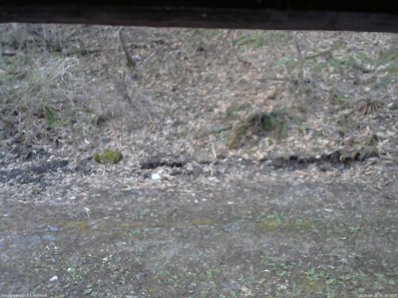 長野県菅平高原 ゆたか山荘 東側(坂下) 2026/04/25 05:30