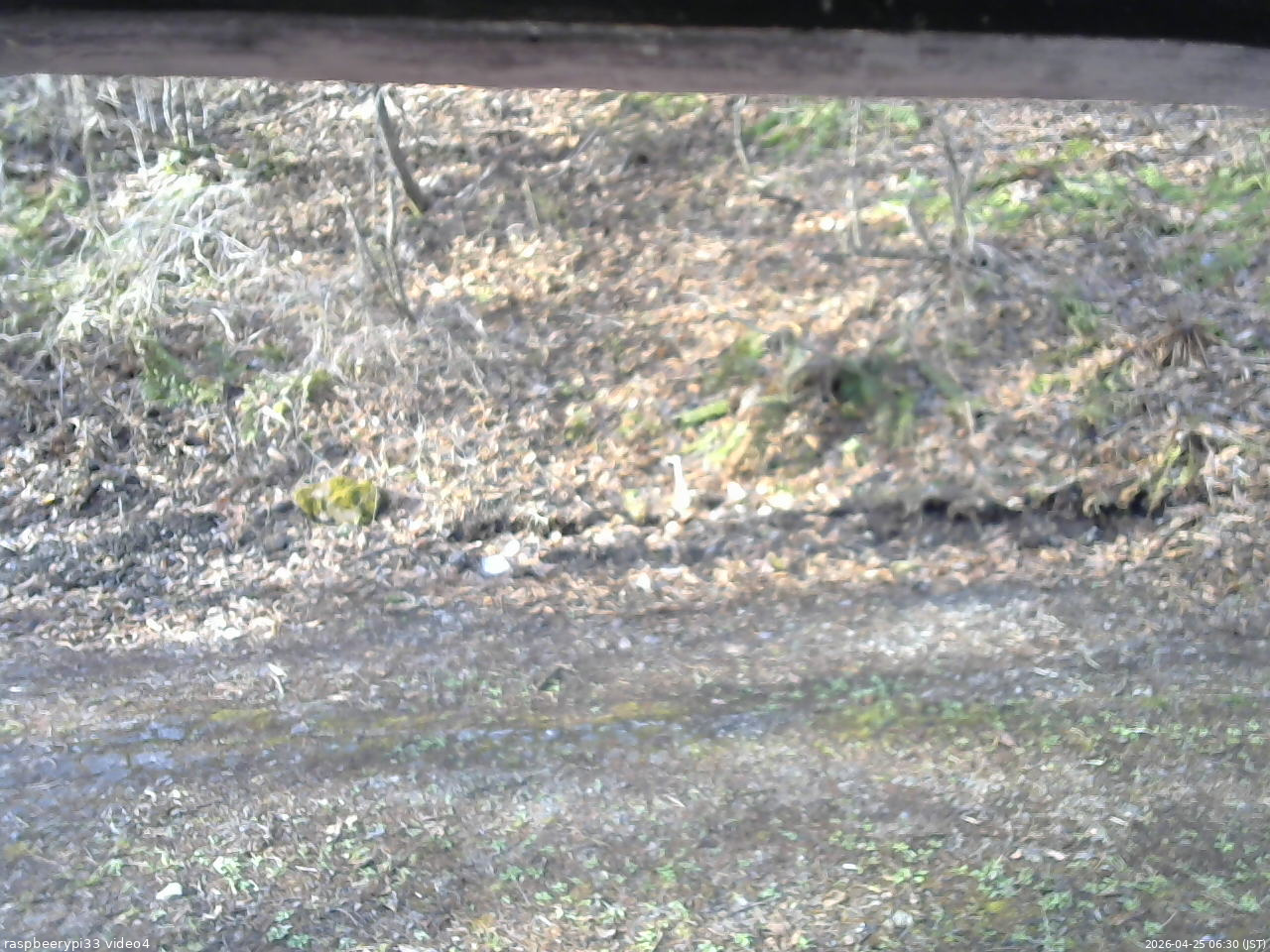 長野県菅平高原 ゆたか山荘 東側(坂下) 2026/04/25 06:30