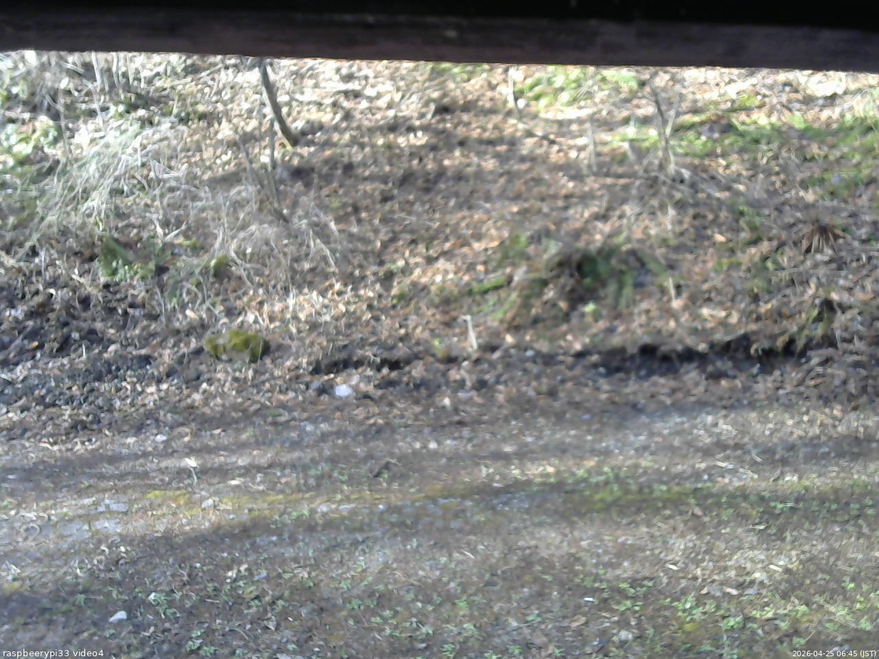 長野県菅平高原 ゆたか山荘 東側(坂下) 2026/04/25 06:45