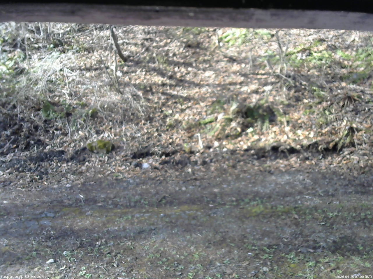 長野県菅平高原 ゆたか山荘 東側(坂下) 2026/04/25 07:00