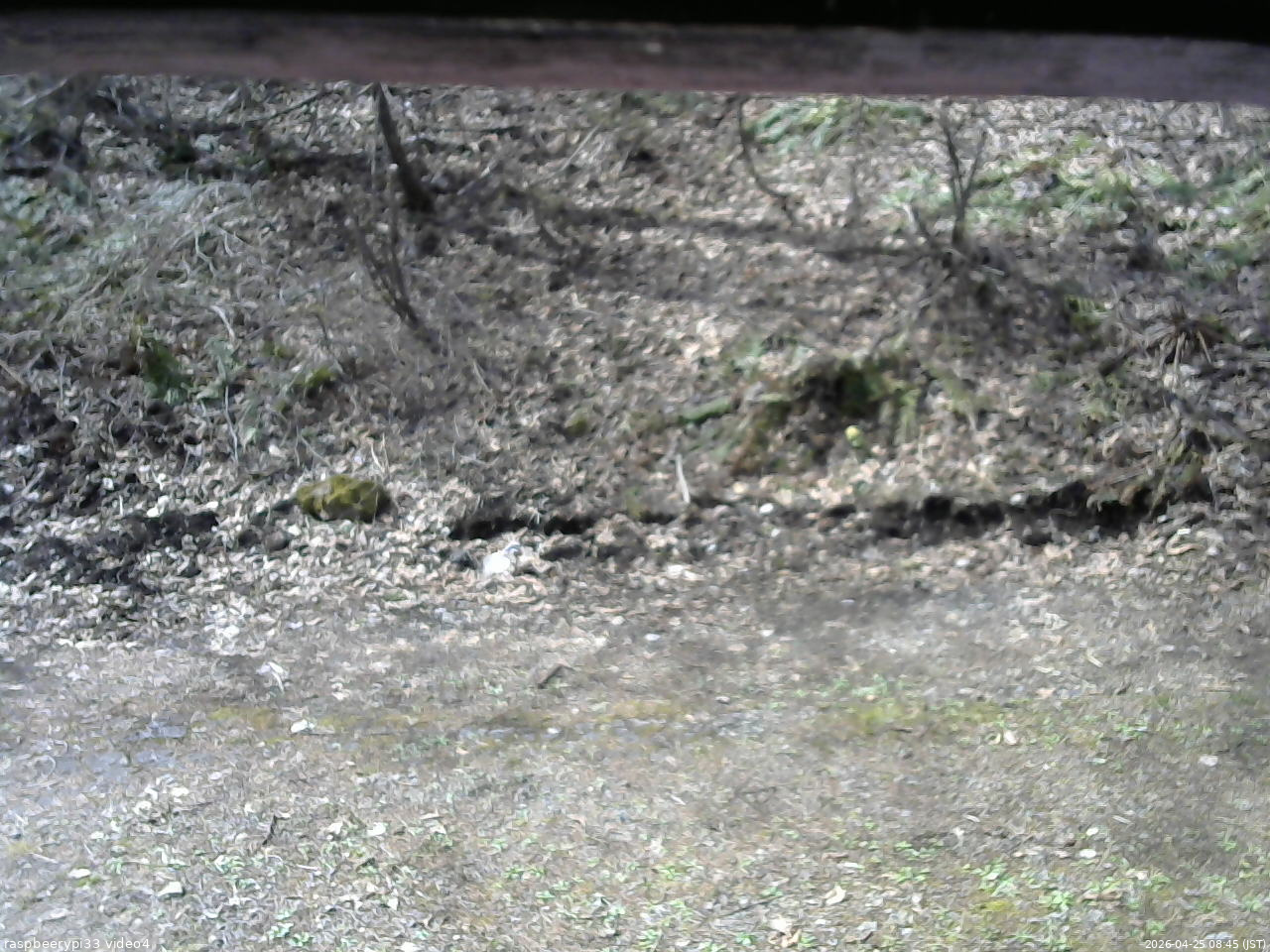 長野県菅平高原 ゆたか山荘 東側(坂下) 2026/04/25 08:45