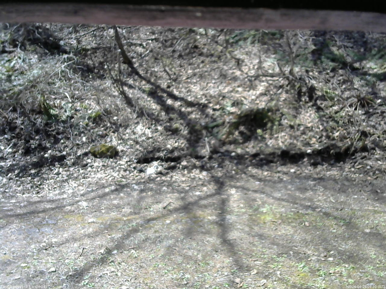 長野県菅平高原 ゆたか山荘 東側(坂下) 2026/04/25 09:30