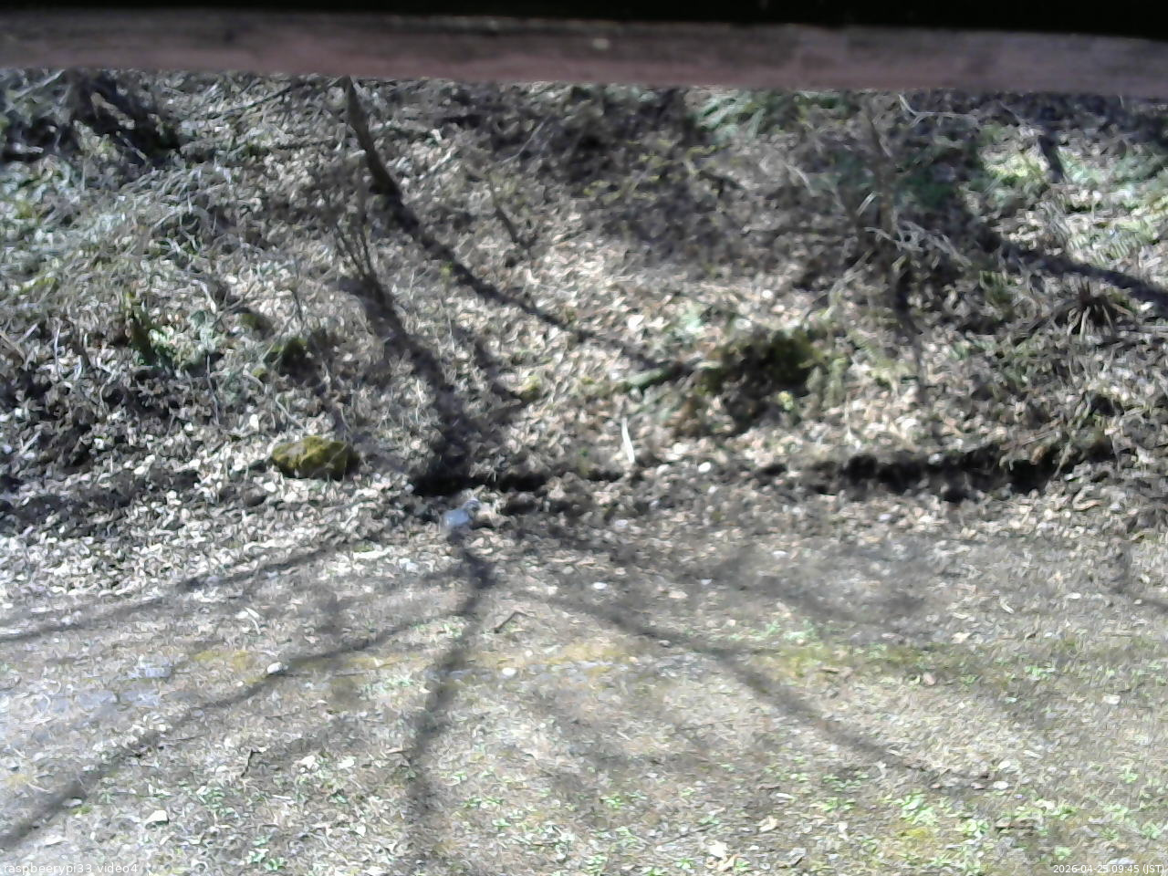 長野県菅平高原 ゆたか山荘 東側(坂下) 2026/04/25 09:45