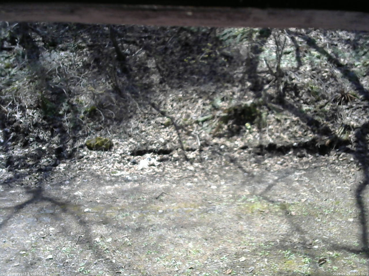 長野県菅平高原 ゆたか山荘 東側(坂下) 2026/04/25 10:15