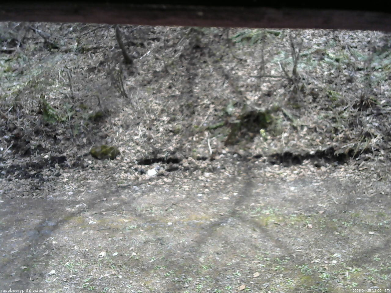 長野県菅平高原 ゆたか山荘 東側(坂下) 2026/04/25 12:00