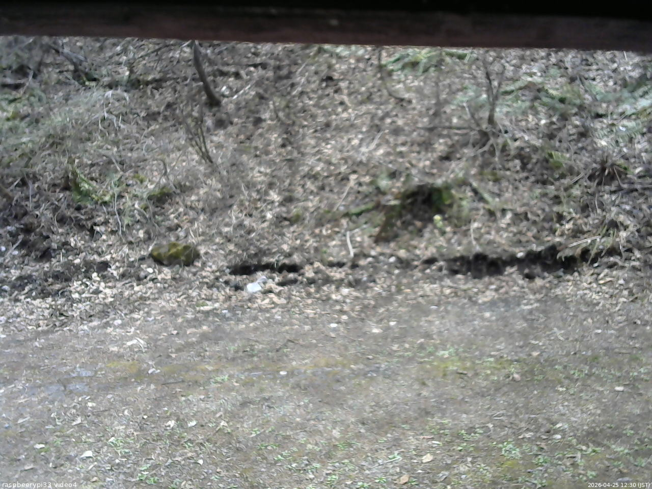 長野県菅平高原 ゆたか山荘 東側(坂下) 2026/04/25 12:30