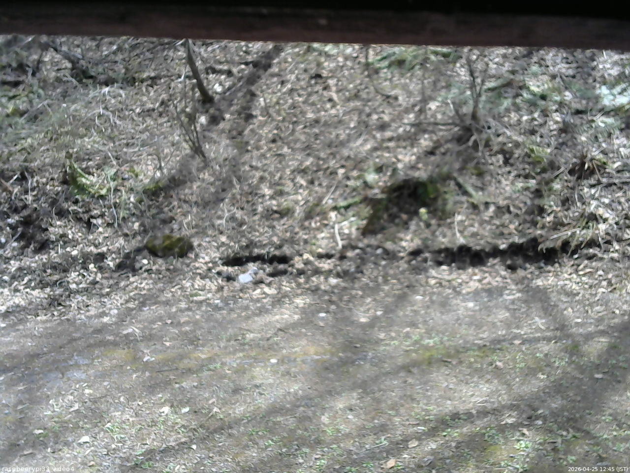長野県菅平高原 ゆたか山荘 東側(坂下) 2026/04/25 12:45