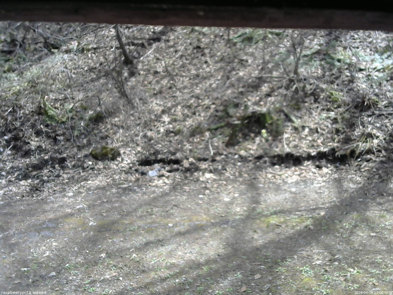 長野県菅平高原 ゆたか山荘 東側(坂下) 2026/04/25 13:00