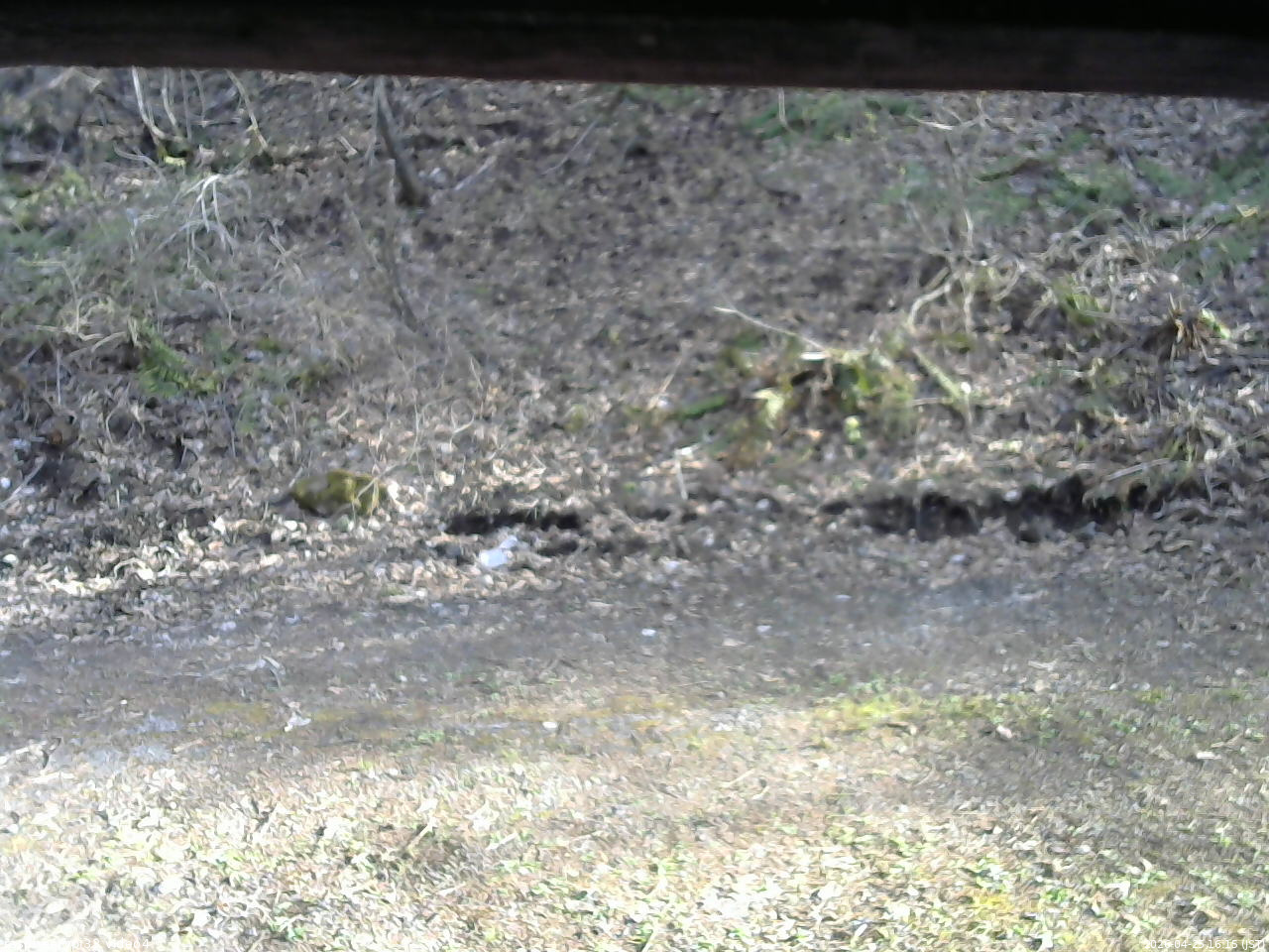 長野県菅平高原 ゆたか山荘 東側(坂下) 2026/04/25 16:15