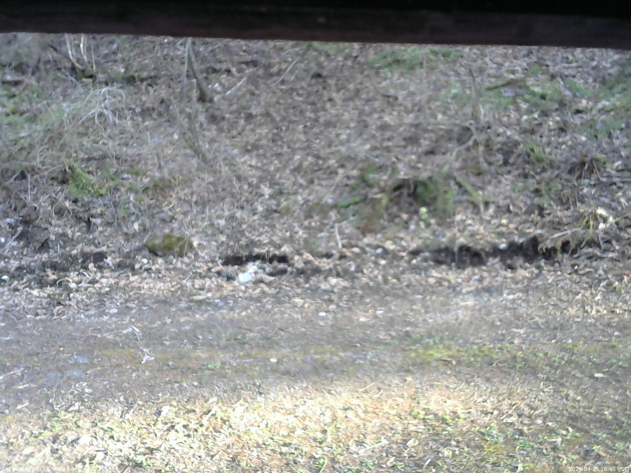 長野県菅平高原 ゆたか山荘 東側(坂下) 2026/04/25 16:45