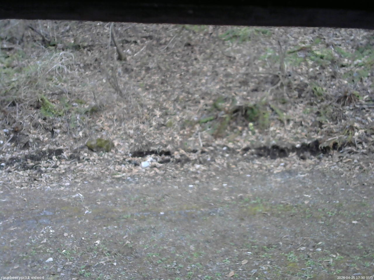 長野県菅平高原 ゆたか山荘 東側(坂下) 2026/04/25 17:30