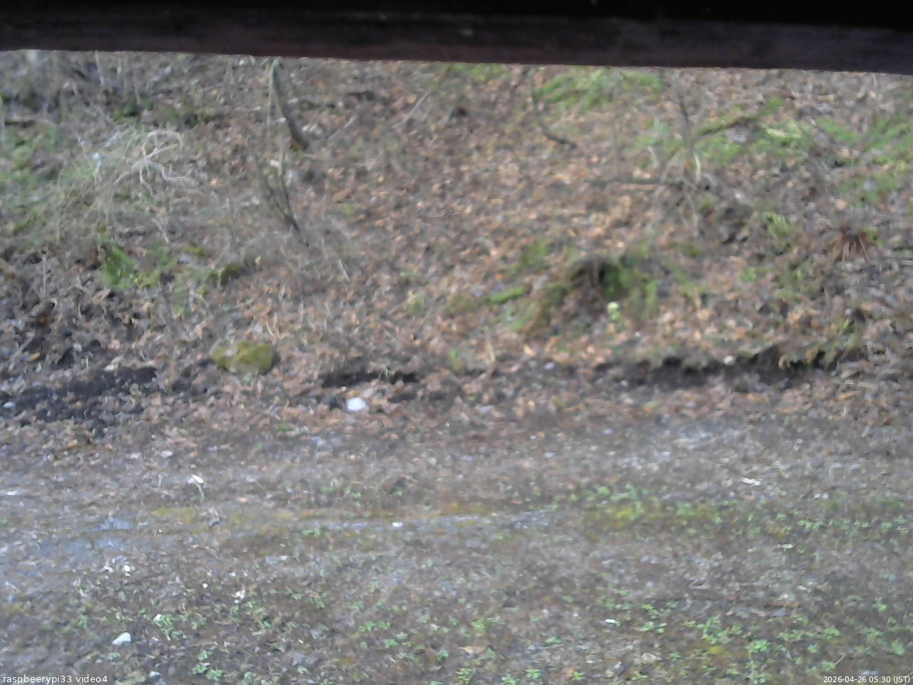 長野県菅平高原 ゆたか山荘 東側(坂下) 2026/04/26 05:30