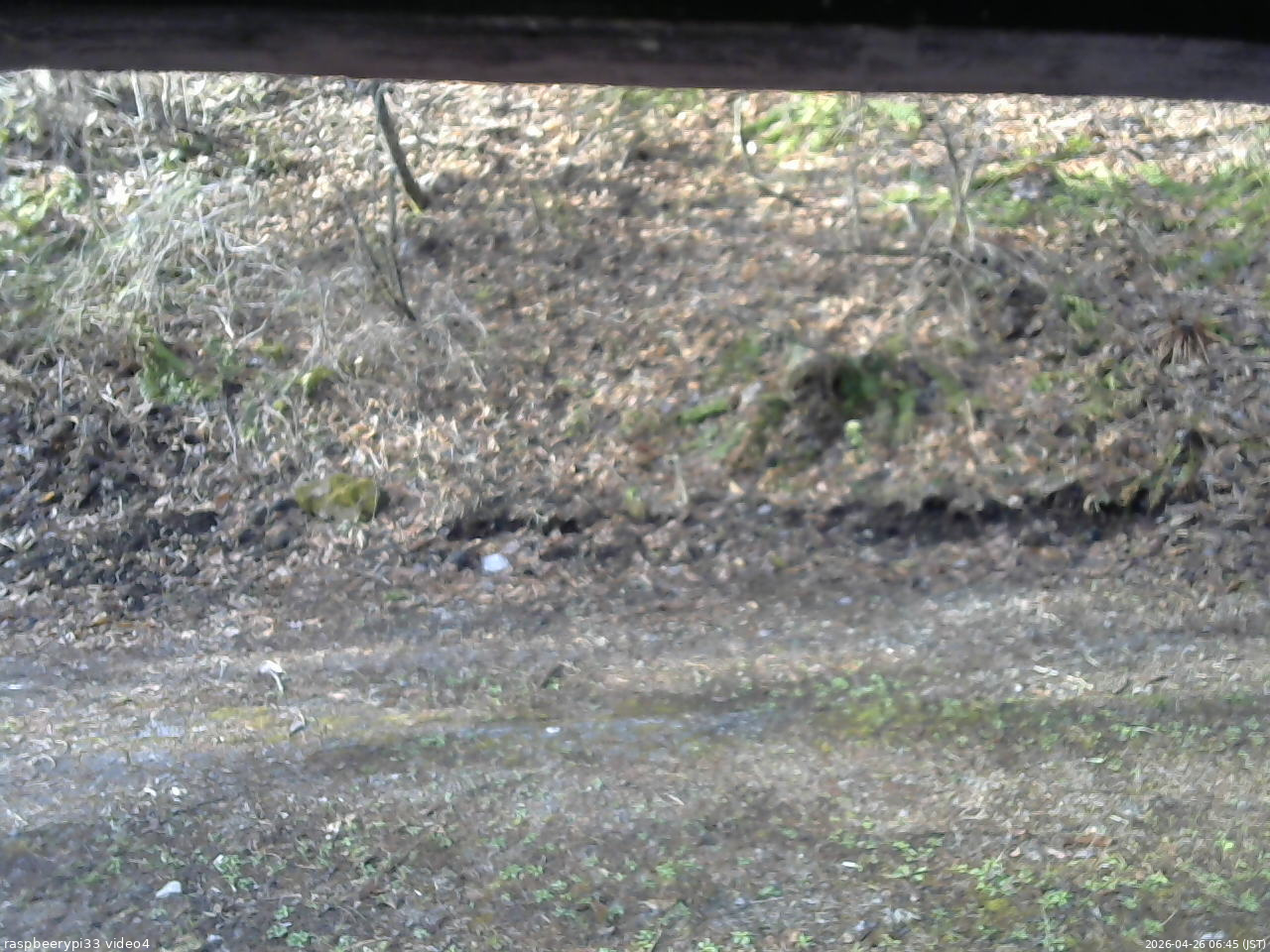 長野県菅平高原 ゆたか山荘 東側(坂下) 2026/04/26 06:45