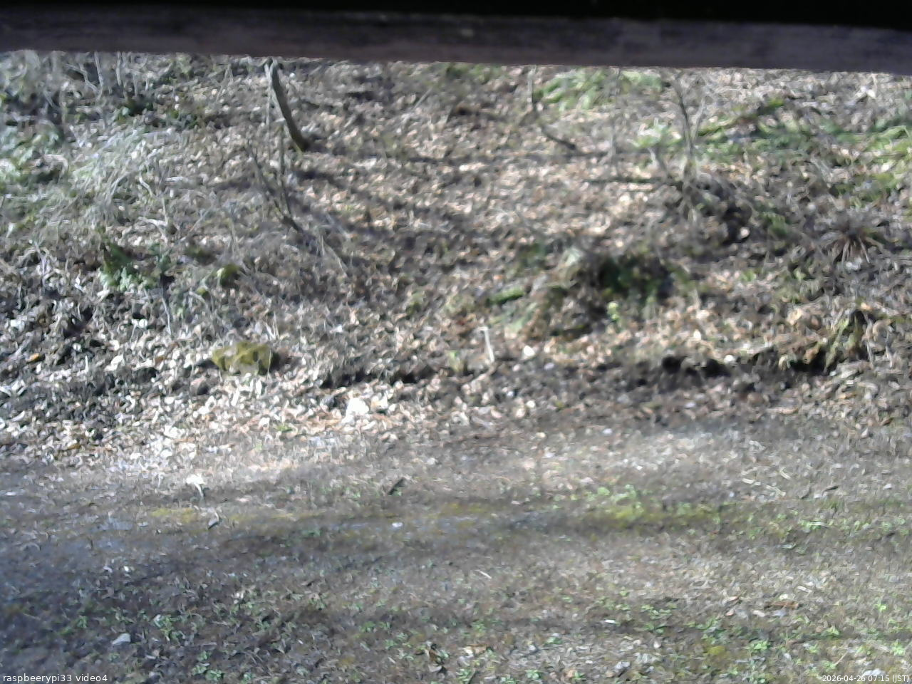 長野県菅平高原 ゆたか山荘 東側(坂下) 2026/04/26 07:15