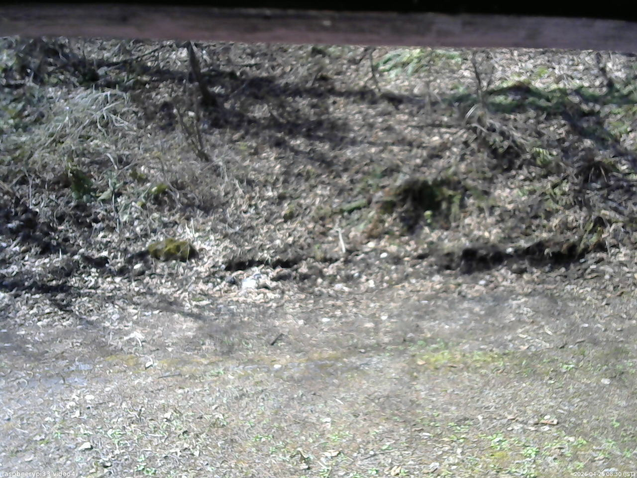 長野県菅平高原 ゆたか山荘 東側(坂下) 2026/04/26 08:30